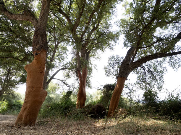 istock Cork tree bark detail close up Sardinia 1268422400