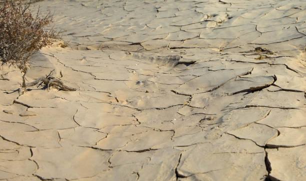 istock Dried plants on dry ground 1268422968