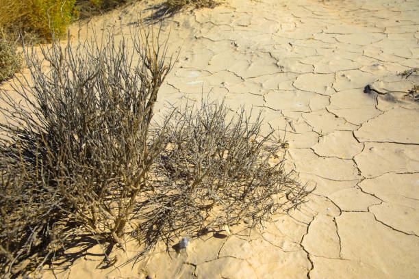 istock Dried plants on dry ground 1268422971