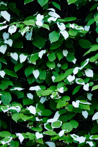 Wall with actinidia kolomikta or variegated-leaf hardy kiwi with green and white leaves
