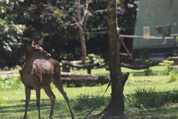 istock photo of deer in Pangandaran, West Java 1268430867