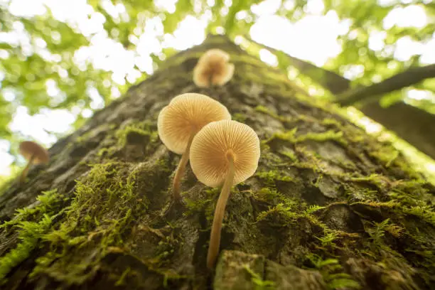 Photo of Wide angle macro from below, of backlit mushrooms growing out of tree