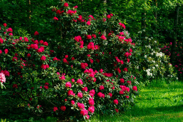 busch mit rosa rhododendronblumen im park, finnland - azalea magenta flower red stock-fotos und bilder