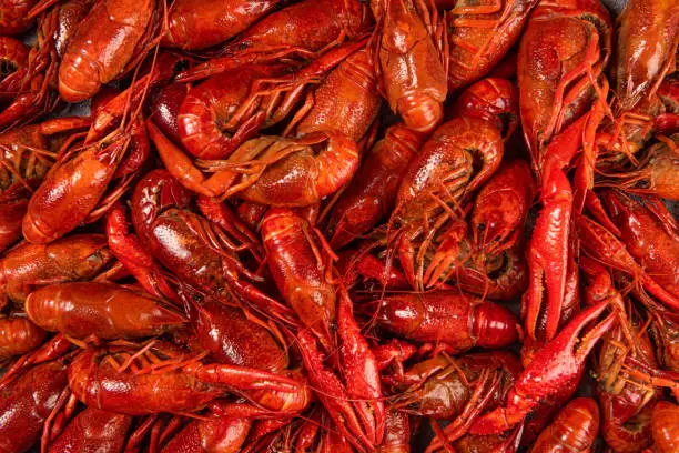 Photo of Boiled red crawfishon close up top of view