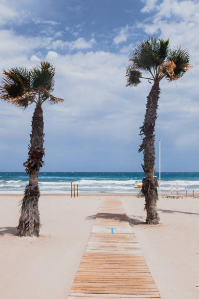 istock Palm trees on the empty beach at San Juan, Alicante, Spain, 1268431295