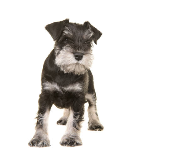 istock Standing black and grey schnauzer puppy looking away isolated on a white background 1268432838