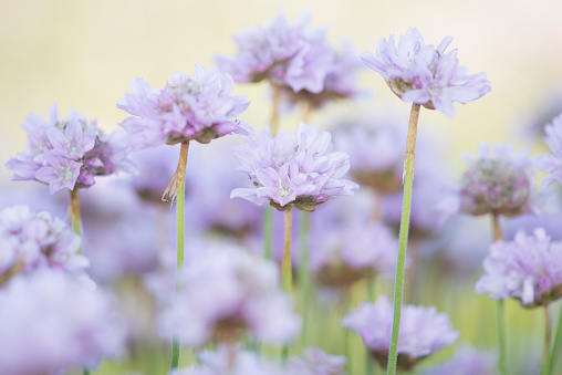 Close up of blooming thrift seapink flowers