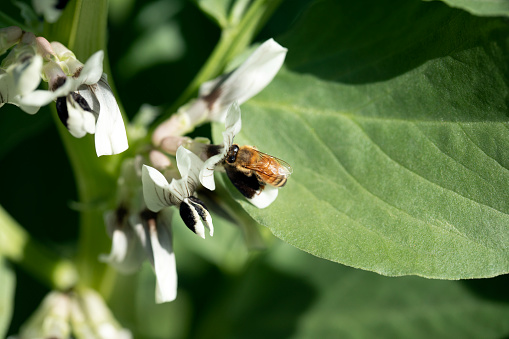 Honey bee on broad beans plant
