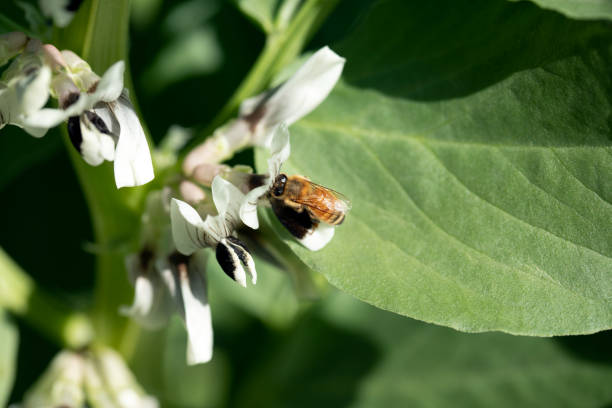 Honey bee on broad beans plant stock photo