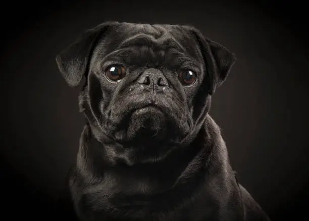 Portrait of a black pug on a black background