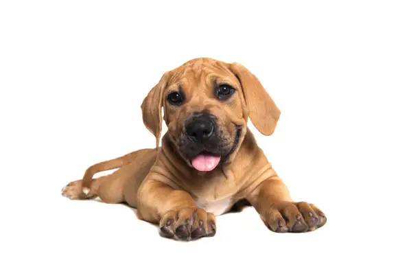 Cute boerboel or South African mastiff puppy lying down and facing the camera on a white background seen from the side