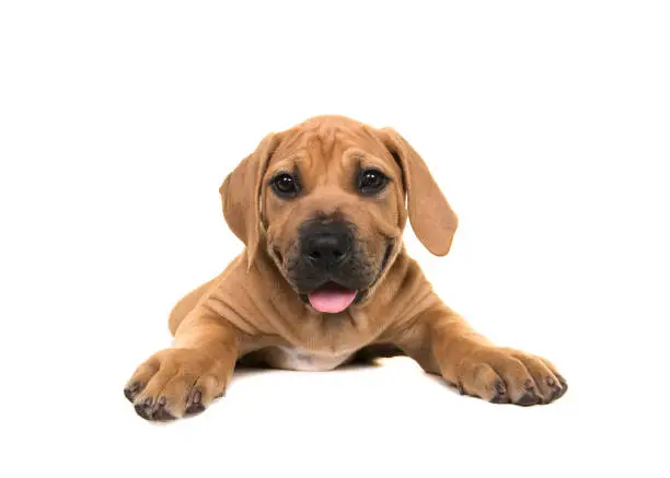Cute boerboel puppy seen from the front lying down and facing the camera on a white background