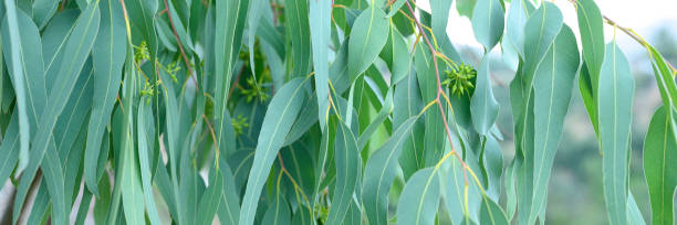 eucalyptus leaves. branch eucalyptus tree nature outdoor background. banner - scented non urban scene spring dirt imagens e fotografias de stock