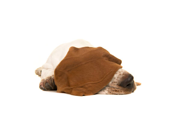 istock Basset hound puppy sleeping with ear over its eyes on a white background 1268435522
