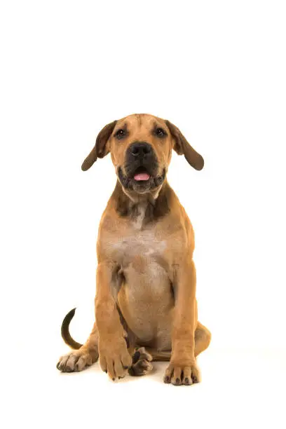 Young female boerboel or South African mastiff sitting and facing the camera on a white background seen from the front