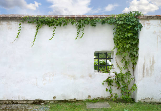 Large wall overgrown by multi colored ivy leaves