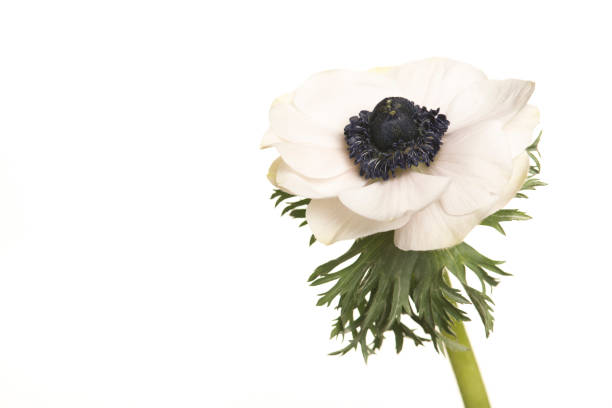 Close shot of the Anemonoides nemorosa, the wood anemone.