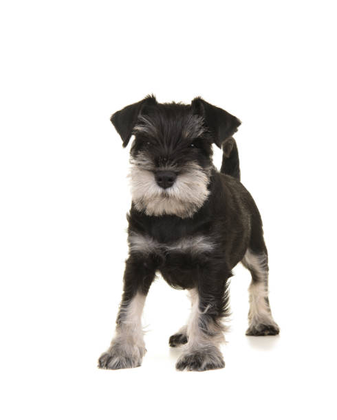 istock Black and grey mini schnauzer puppy standing seen from the front looking at the camera isolated on a white background 1268436650