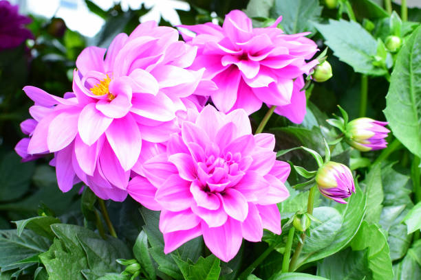 istock Blooming pink dahlias close up. 1268436921