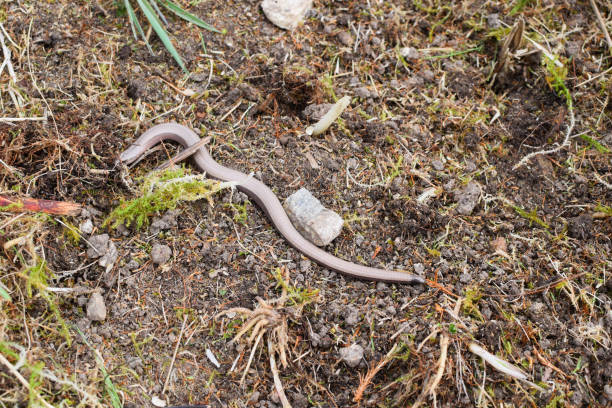 Anguis fragilis in its natural habitat. Snakes and lizards of Norway. Nikon D5300
