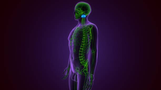 3dแสดงภาพประกอบที่ถูกต้องทางการแพทย์ของกระดูกสันหลังส่วนคอของมนุษย์ - เส้นประสาทไทรเจมินัล ภาพถ่าย ภาพสต็อก ภาพถ่ายและรูปภาพปลอดค่าลิขสิทธิ์