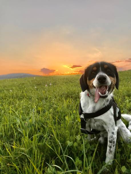 istock Archie the Dog 1268437345