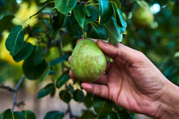 istock man collecting pears from the tree 1268439867