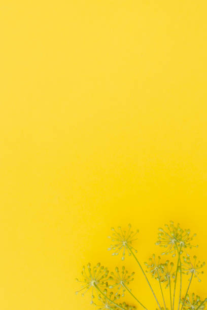 istock Dill yellow inflorescences with seeds on yellow background 1268439904