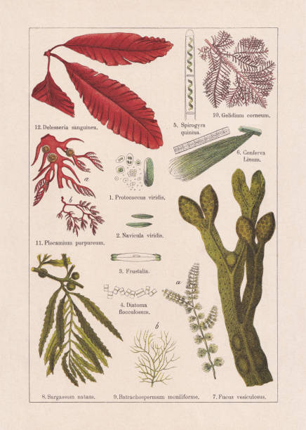 ilustrações de stock, clip art, desenhos animados e ícones de seaweed, chromolithograph, published in 1895 - golden algae