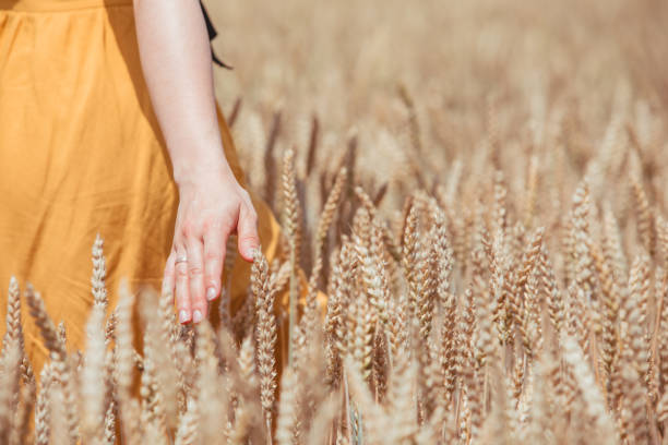 istock woman hands in wheat field close up 1268440331