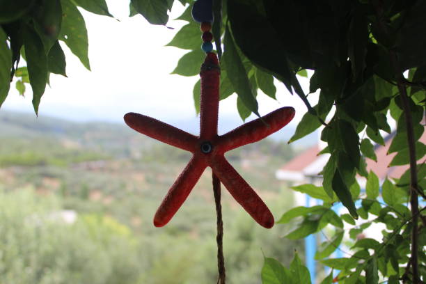 istock A starfish decoration with green background 1268441218
