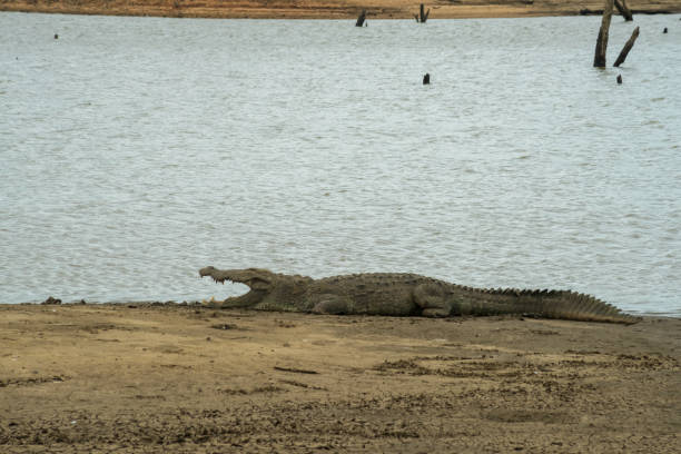 istock Crocodile resting at the lake in Udawalawe 1268441513