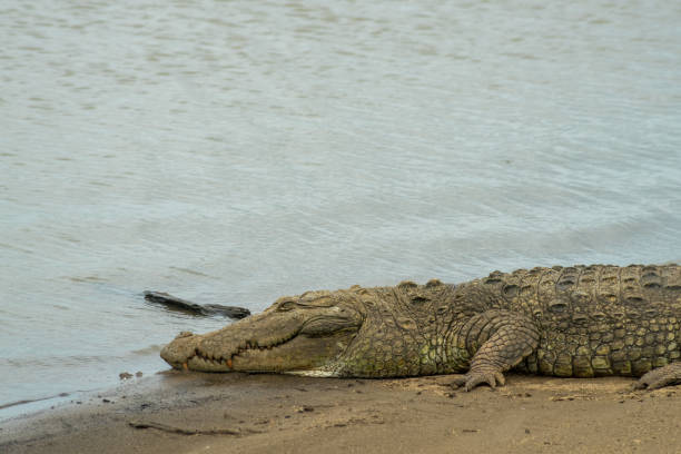 istock Crocodile resting at the lake in Udawalawe 1268441522