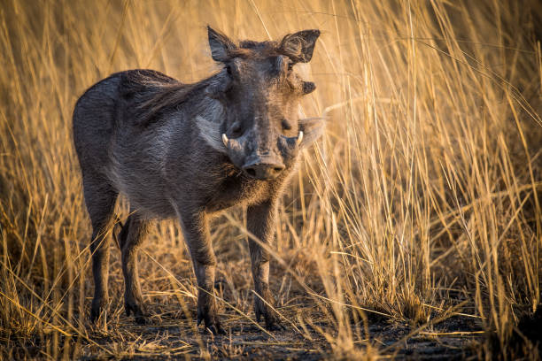 istock Warthog Standing In Grassland In Khwai River In Bostwana 1268441758