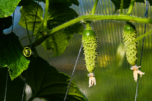 a young cucumber is suspended. large type of cucumber.