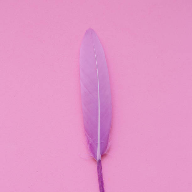 istock Feathers minimal flat lay fashion art 1268445527