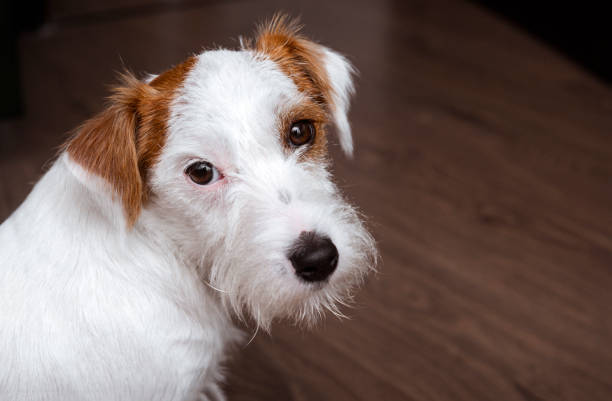 istock muzzle of a Jack Russell Terrier dog close up on a dark background 1268446769