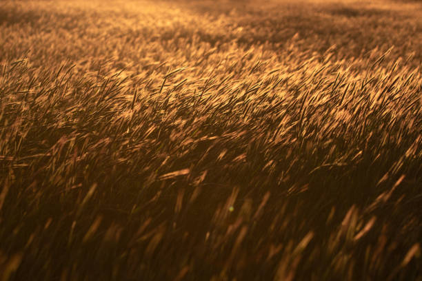 istock Grainfield at sunset with the sun behind it 1268446782