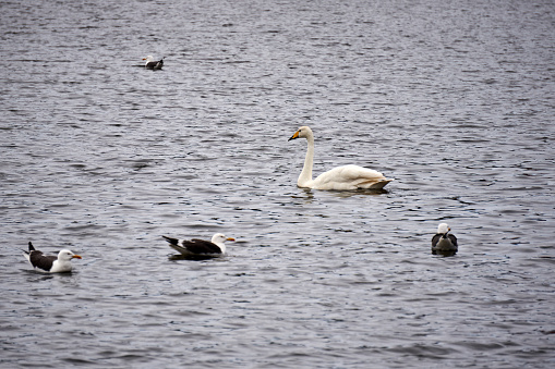 Waterfowl in the wild enjoying or resting in the tranquility, all of them in Lake Tjörnin in Reykjavik, capital of Iceland