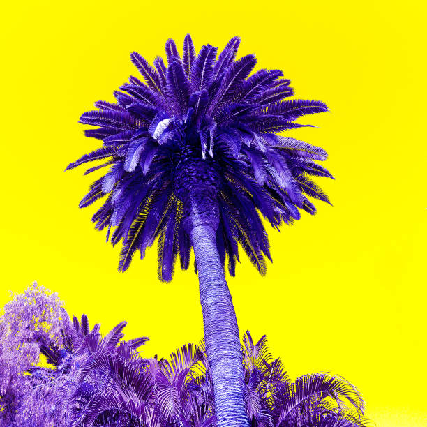 istock Palm creative colours art. Beach vacation concept 1268448437