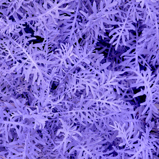 istock Plant  texture purple. Minimal creative art 1268449591