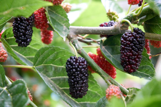 istock Fresh and organic mulberry fruits 1268449727