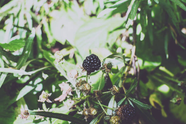 Wild bramble, blackberry grow in Sokolniki park, Moscow