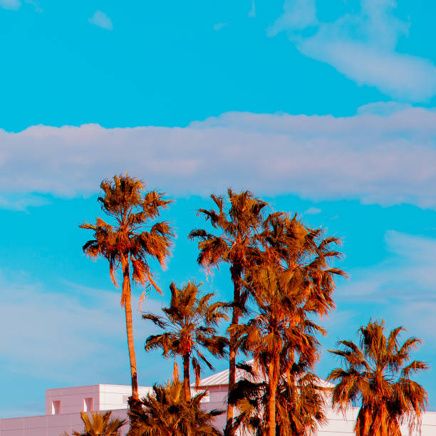 istock Palm view. Canary Island. Travel concept 1268450495