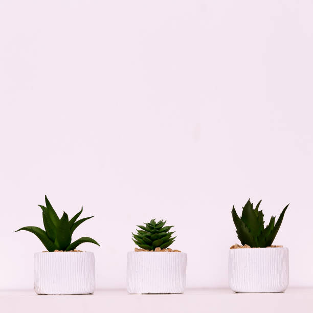 istock Cactus stylish home decor. Minimal flat lay design art 1268450755