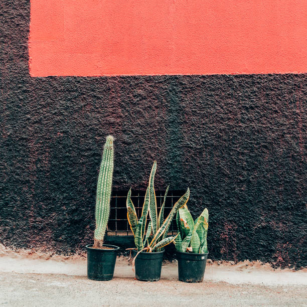 istock Cactus. Cactus lover art. Canary Island 1268450829