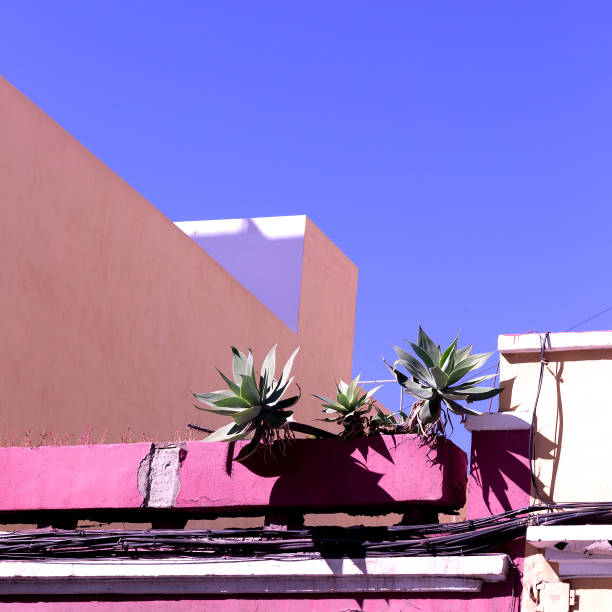 istock Plant lover concept. Canary island. Travel 1268450919