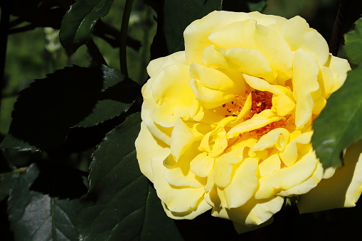 Yellow rose - close up macro