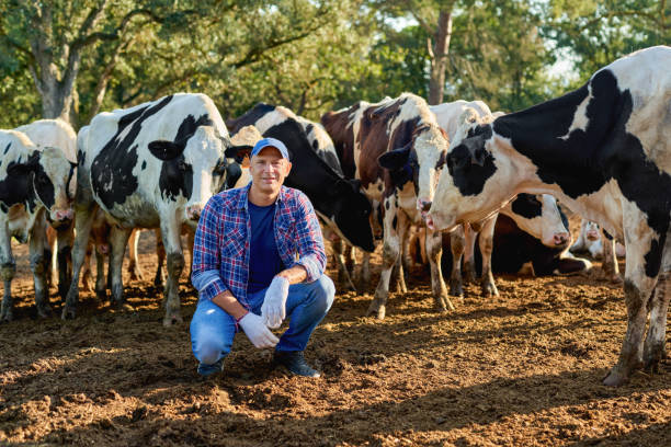 fermier mâle heureux sur la ferme de vache autour du troupeau. - post horn photos et images de collection