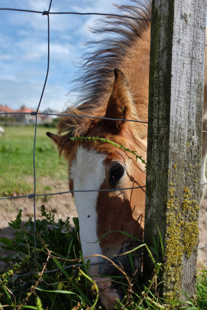 istock A young horse grazing and looking into the camera. 1268451849